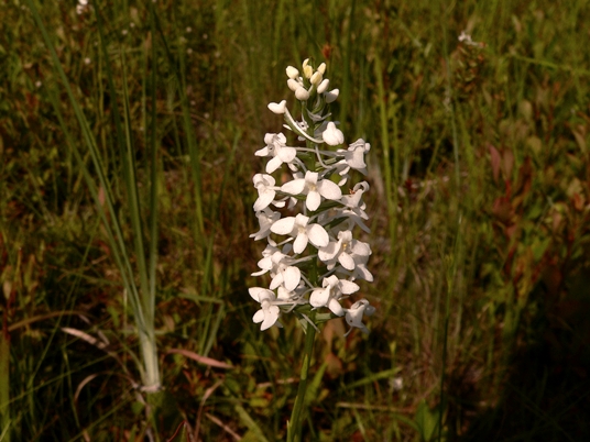 {Platanthera nivea}